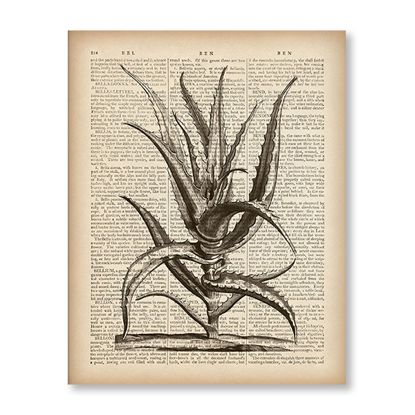 Antique Aloe