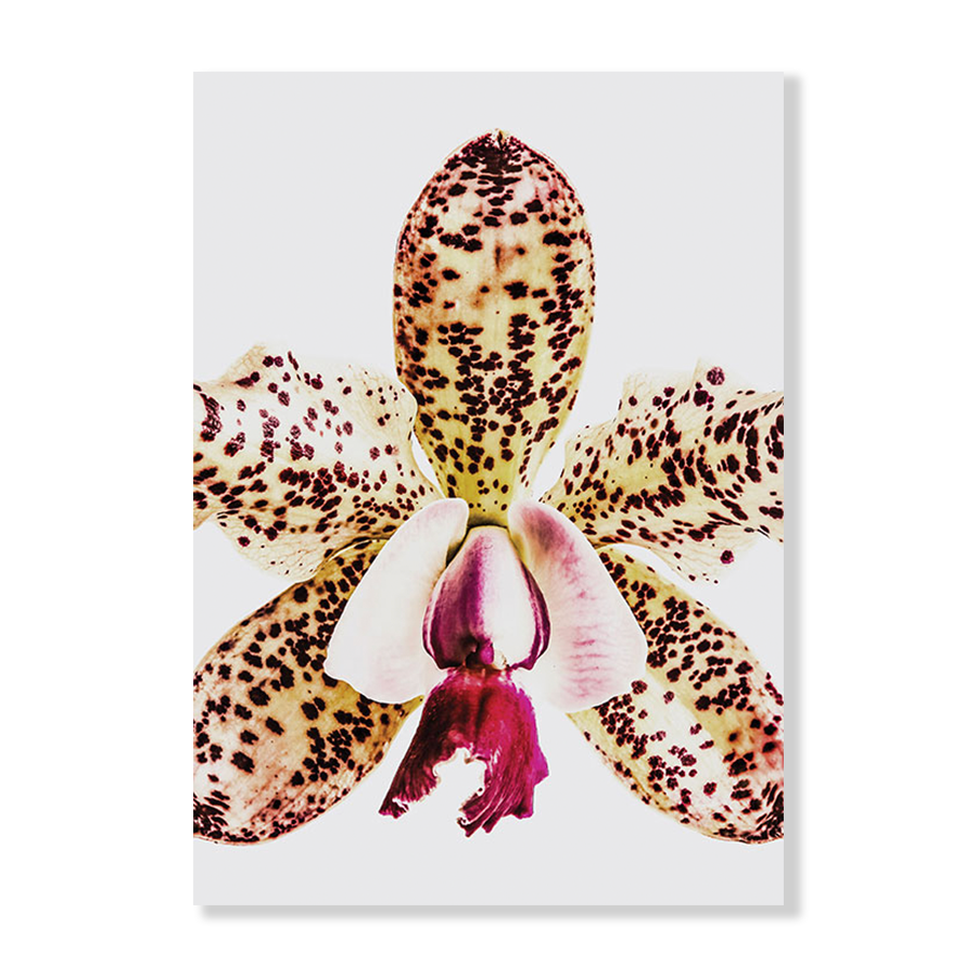 Coral Orchid