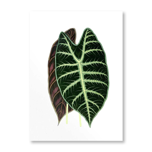 French Tropical Illustration I