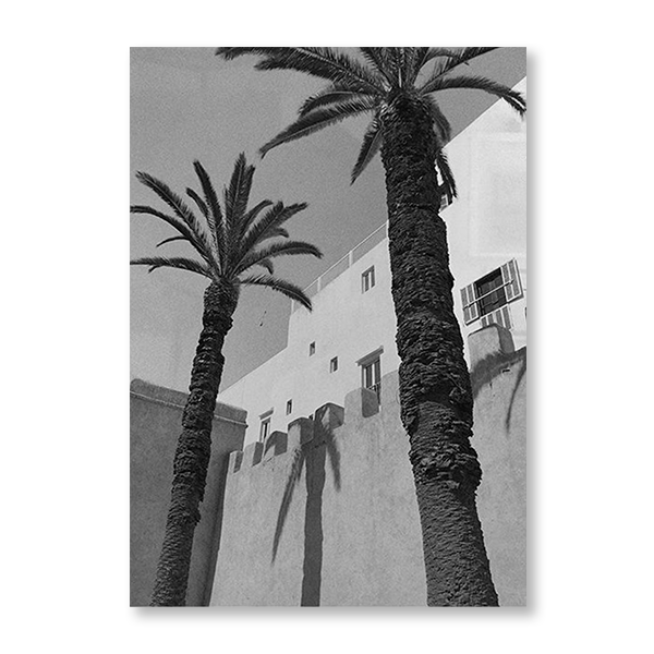 Palm Tree Boulevard II