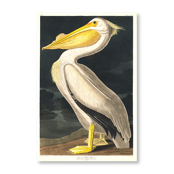 John James Audubon -  "American Pelican"