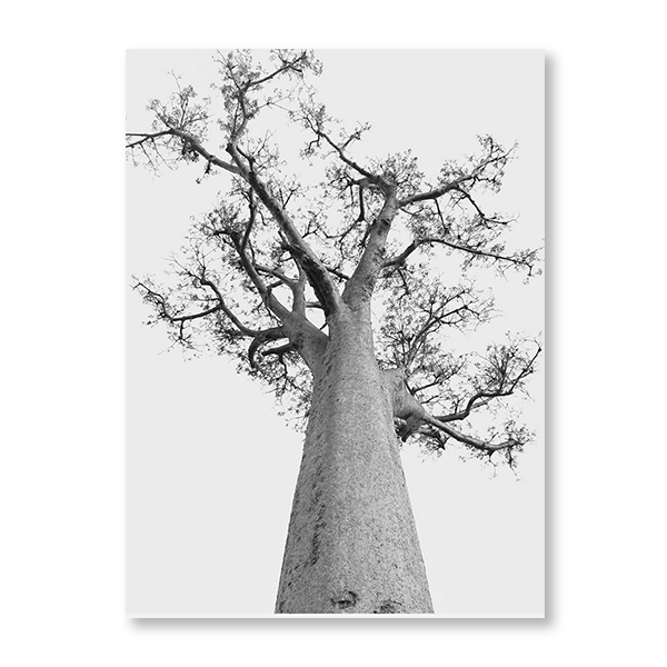 Baobab