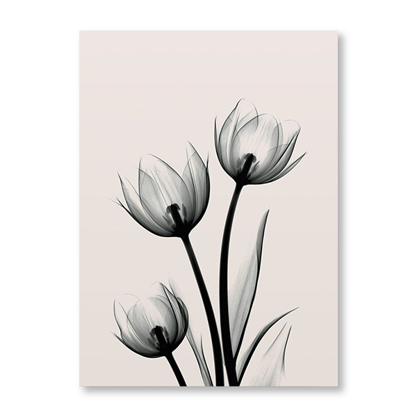 Tulip X-Ray