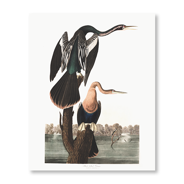 John James Audubon -  "Black Bellied Darter"