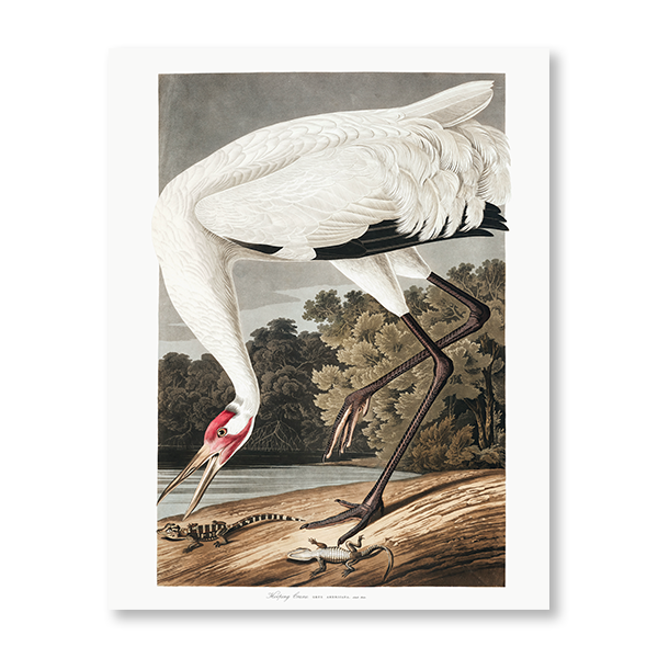 John James Audubon - "Hooping Crane"