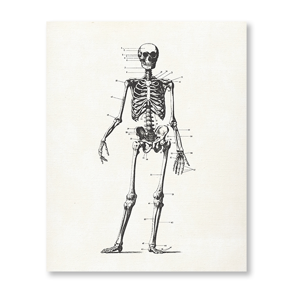 Skeleton Patents II