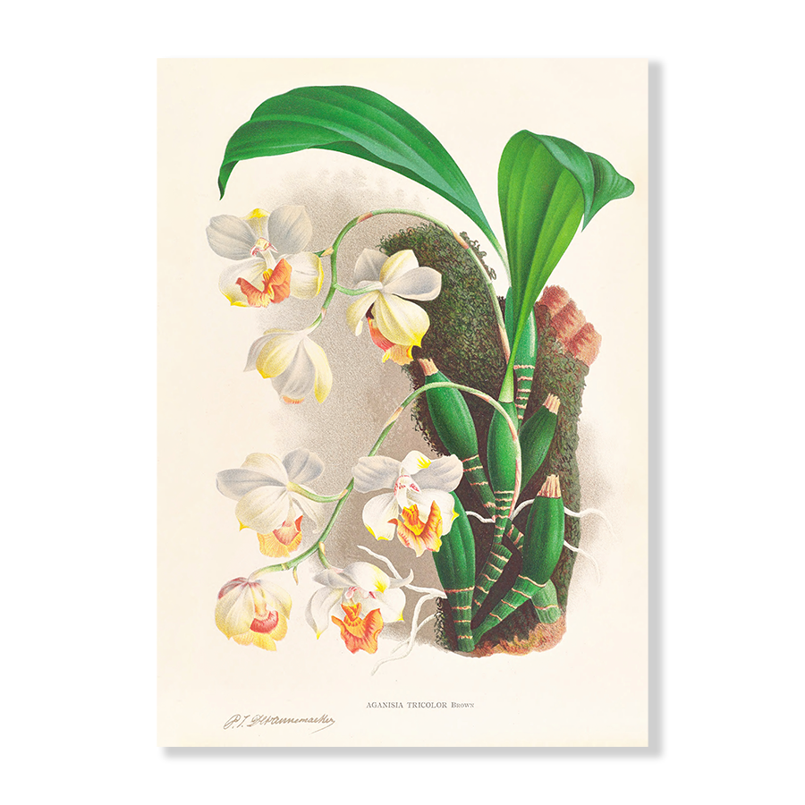 Aganisia Tricolor