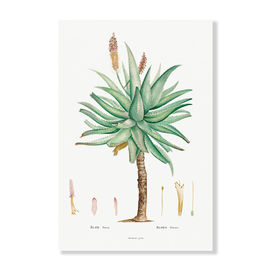 Aloe Ferox Succulent