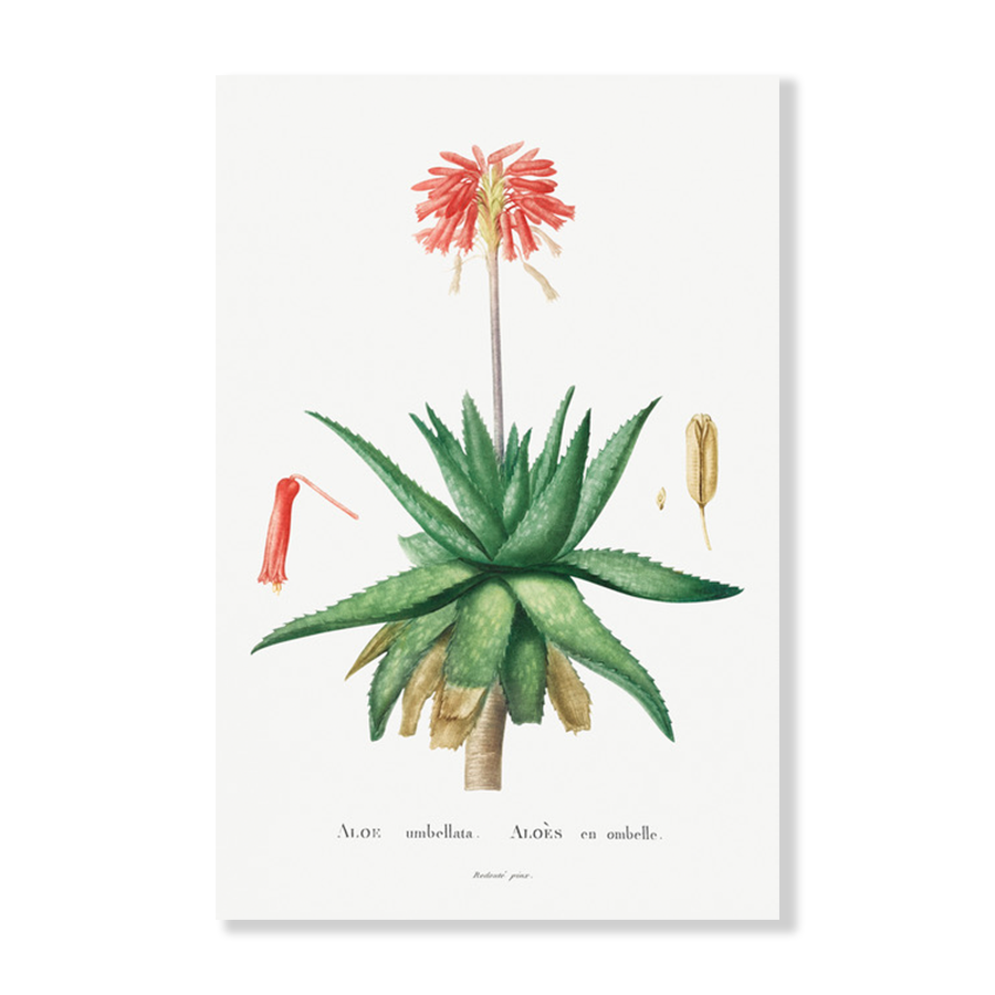 Aloe Umbellata Succulent