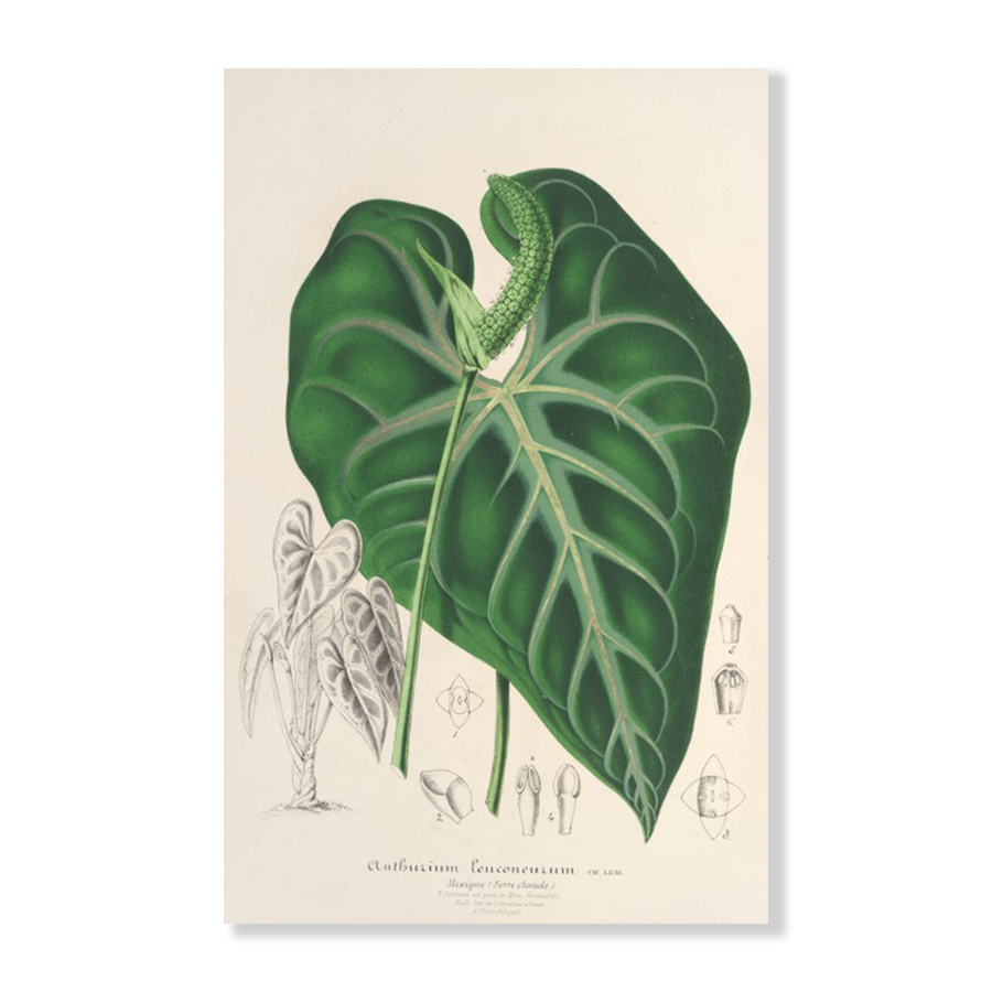 Anthurium Leuconeurum (1854-1896)