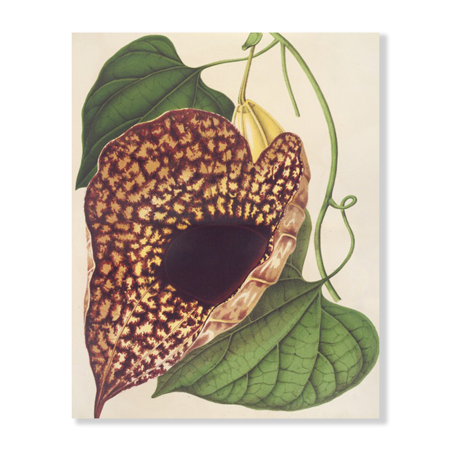 Aristolochia Cordiflora (1854-1896)