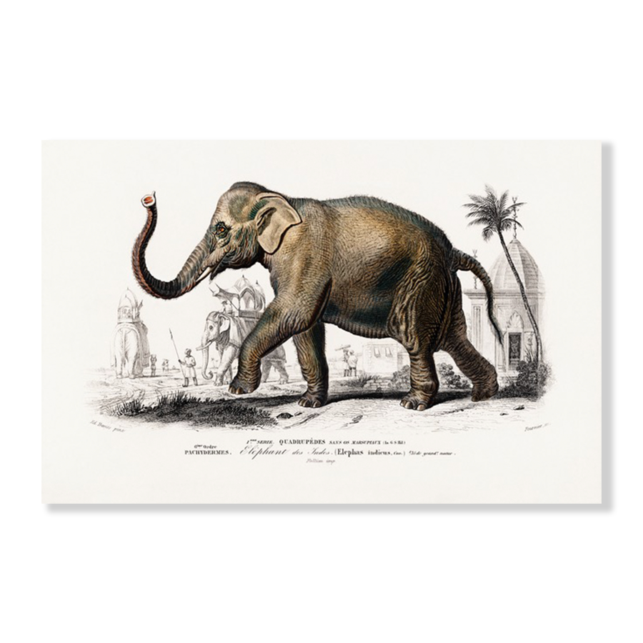 Asiatic elephant (Elephas maximus)