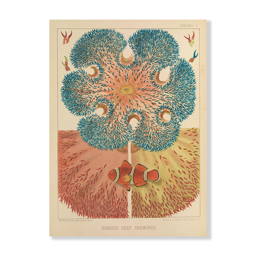 Barrier Reef Anemones (1893)