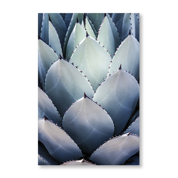 Blue Agave Side