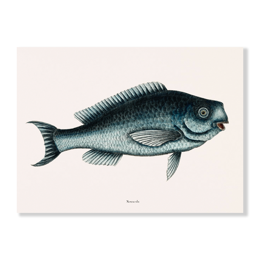 Blue Fish (Novacula Caerulea)