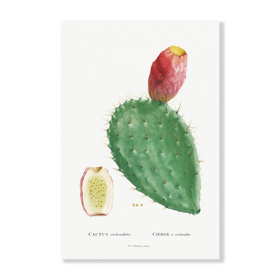 Cactus Cochenillifer Succulent