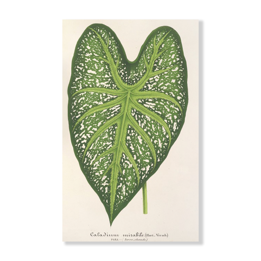 Caladium Mirabile (1854-1896)