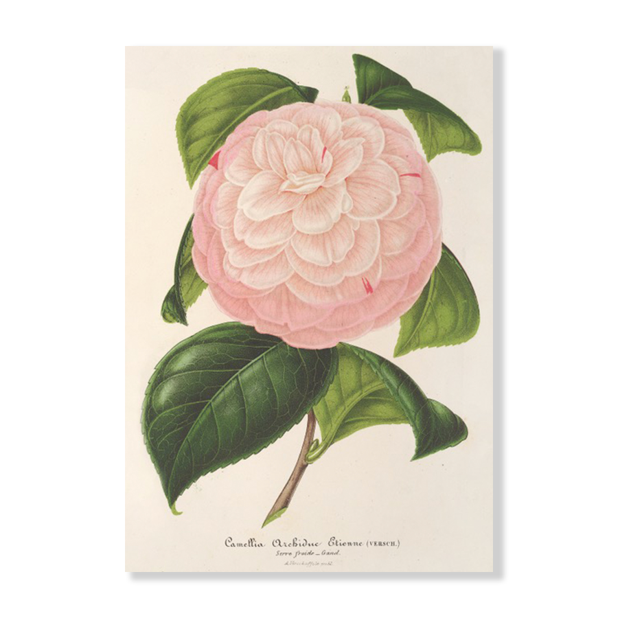 Camellia Archiduc Étienne (1854-1896)