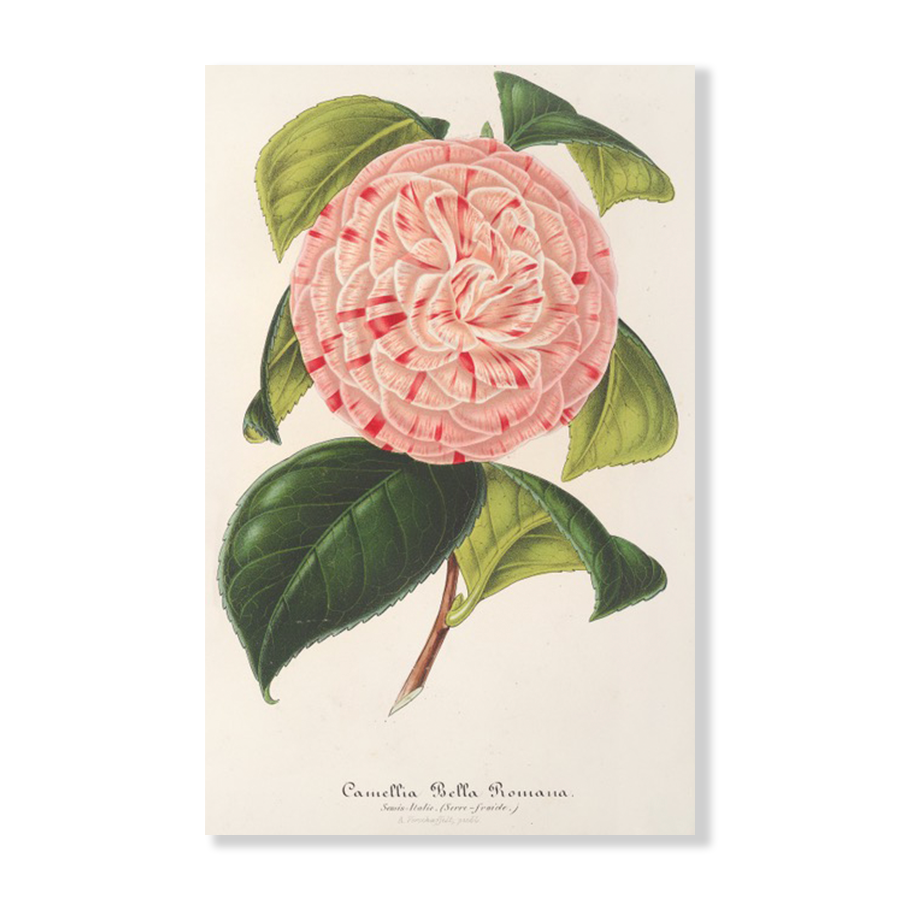 Camellia Bella Romana (1854-1896)