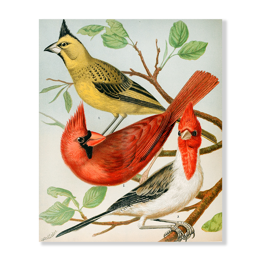 Cardinals,Virginian Nightingale