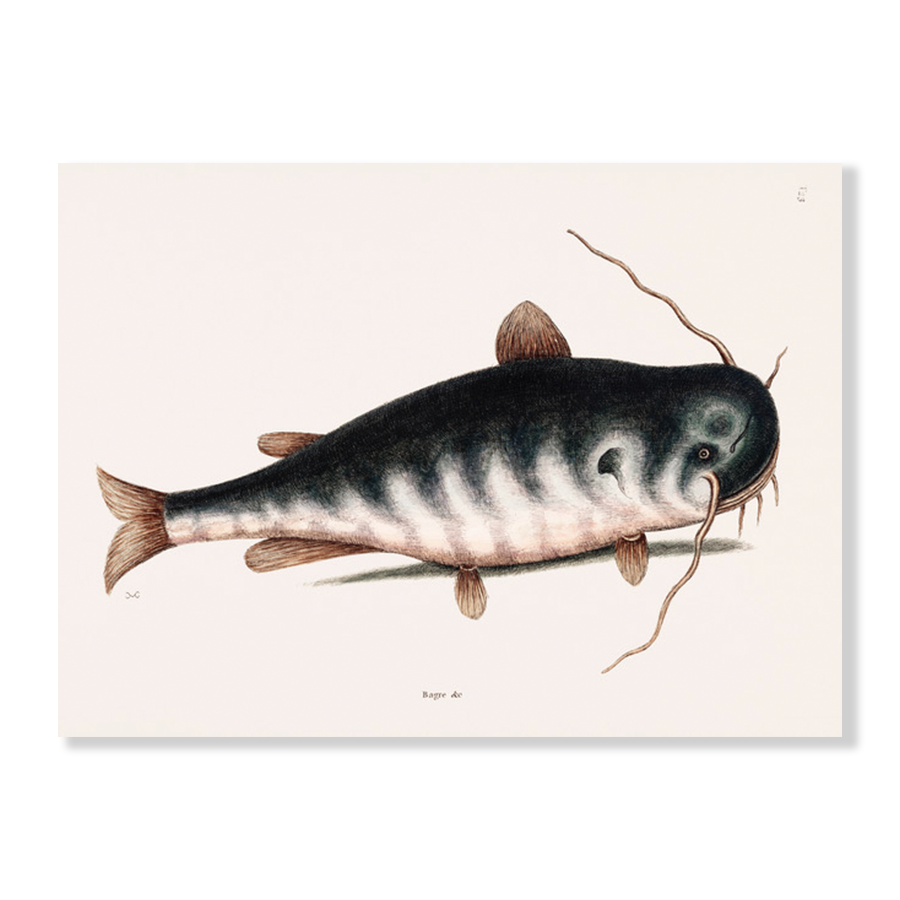 Cat Fish (Bagre Secunde)