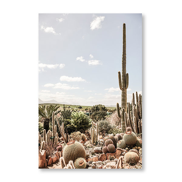 Cactus Farm II