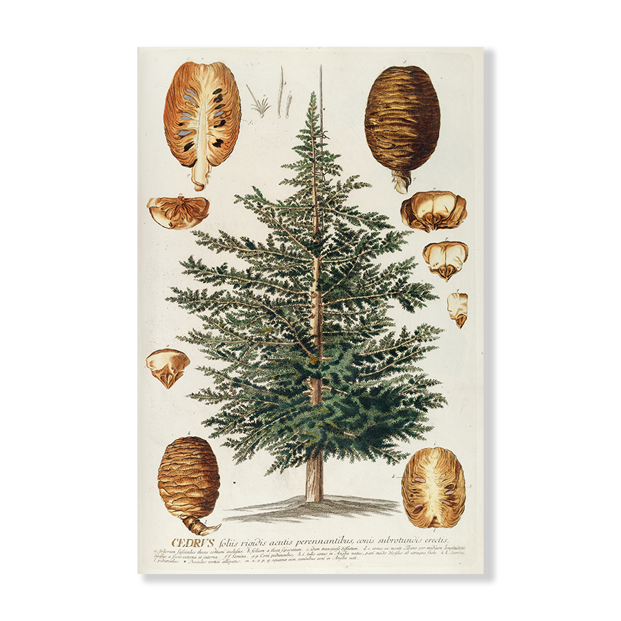 Cedrus III