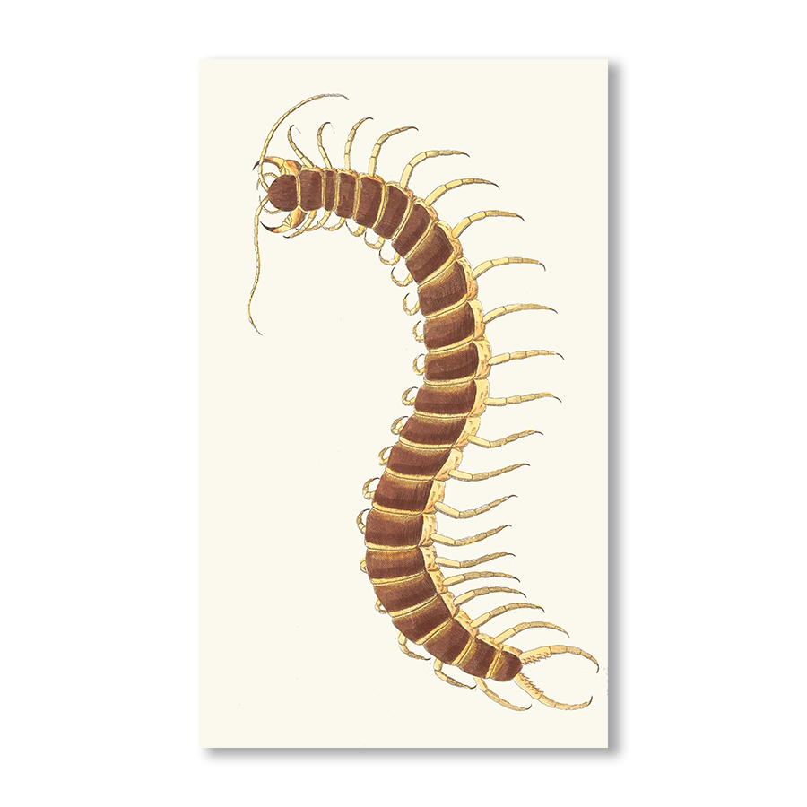 Centipede