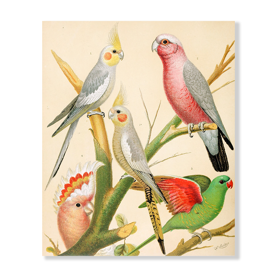 Cockatiels, Roseate Cockatoo, Leadbeater's Cockatoo, Scaly-Breasted Parakeet