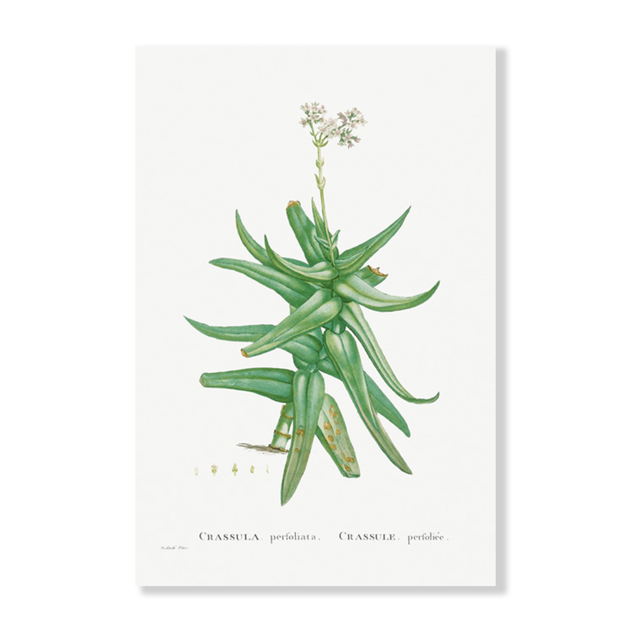 Crassula Perfoliata Succulent