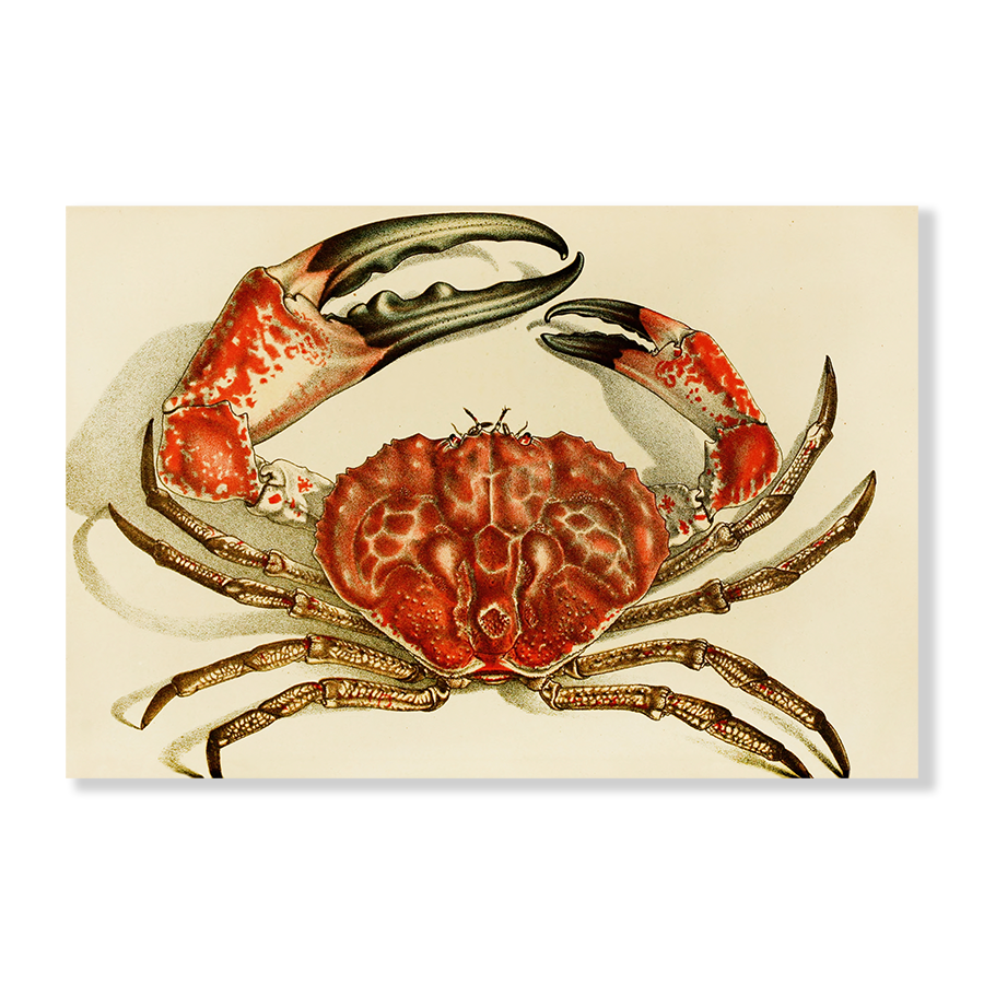 Crustacea IV (1885-1890)