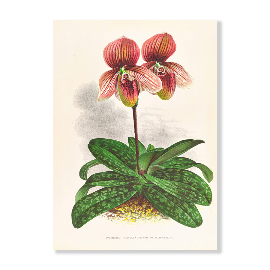 Cypripedium Tessellatum