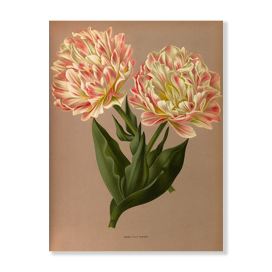 Double Tulip Raphael. (1872-1881)