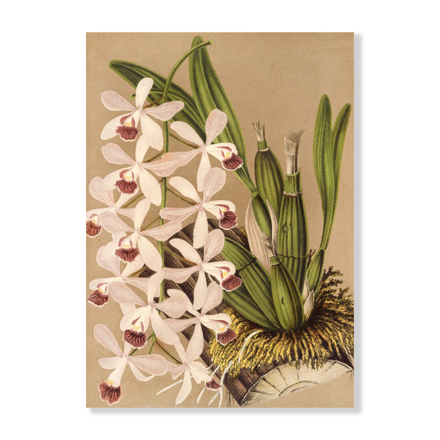 Epidendrum Conspicuum (1854-1896)