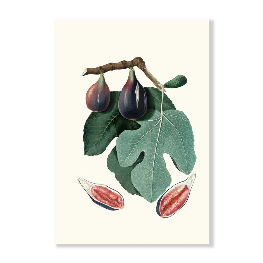 Fico S. Piero. [Fico San-piero _ Figus Carica _ Fig]