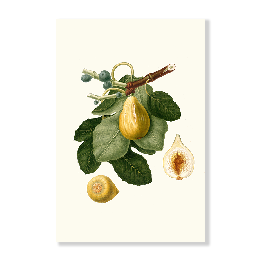 Fico gentile. [Ficus carica sativa _ Common Fig]