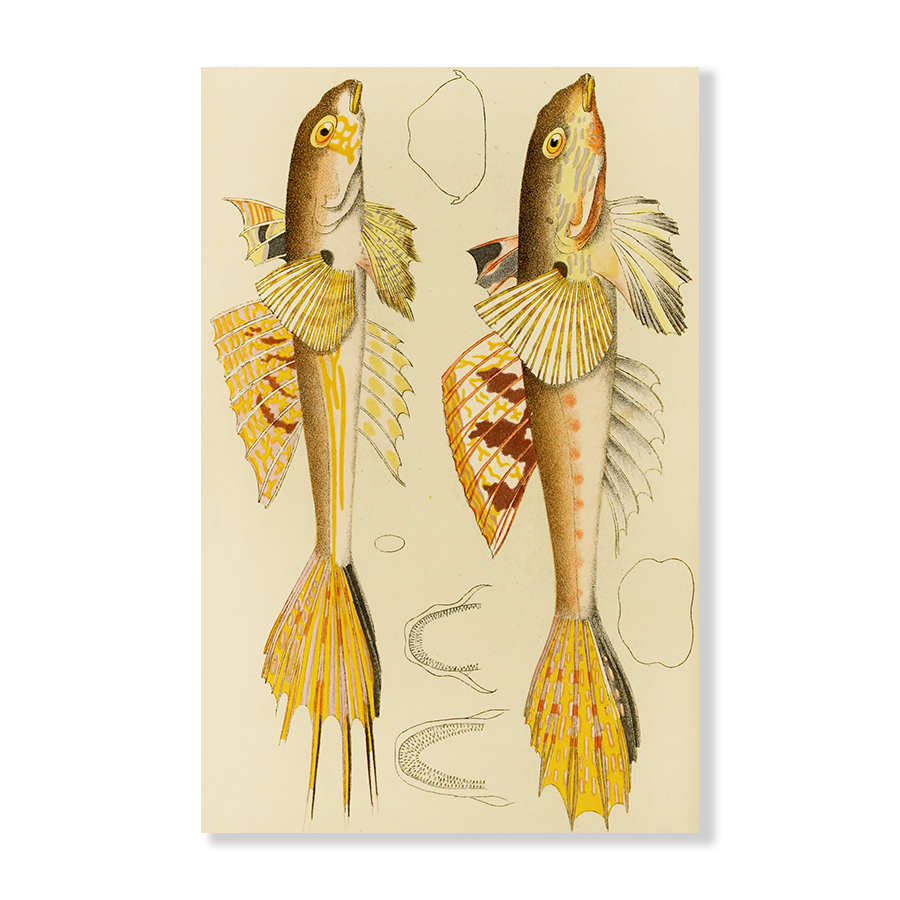 Fishes X (1885 1890)