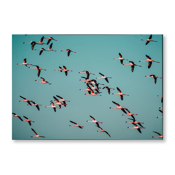 Flamingos in Flight