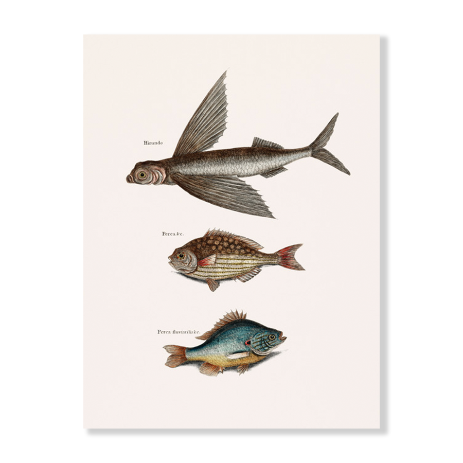 Flying Fish (Hirundo), Rudder Fish (Perca sectatrix) & Perch (Perca fluviatilis)