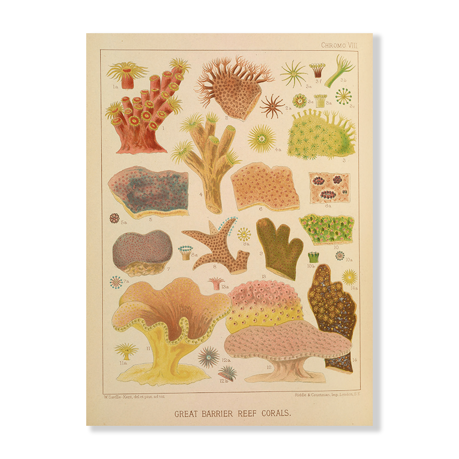 Great Barrier Reef Corals II (1893)