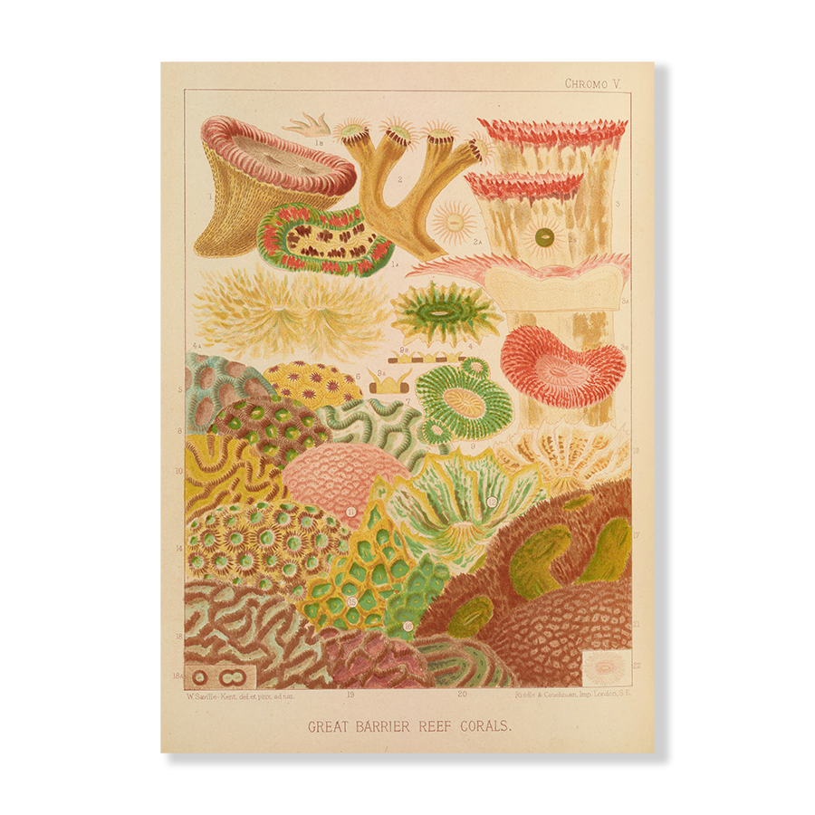 Great Barrier Reef Corals (1893)