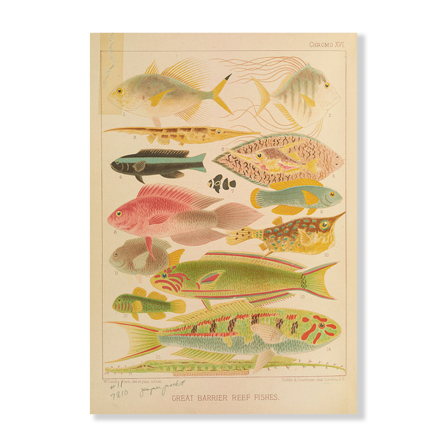 Great Barrier Reef Fishes II (1893)