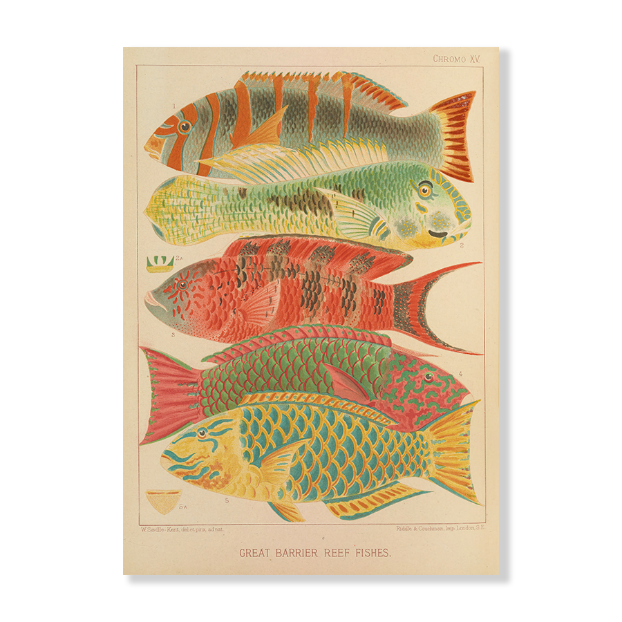 Great Barrier Reef Fishes (1893)