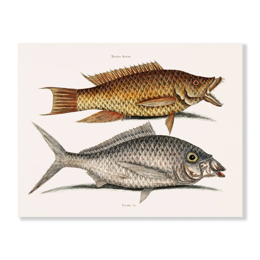 Hog Fish (Turdus Flavus) Shad Fish (Turdus cinereus peltatus)