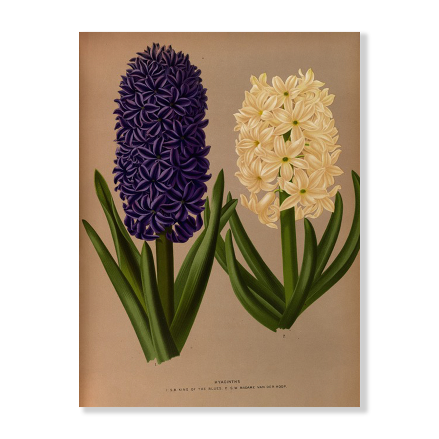 Hyacinths 6 (1872-1881)