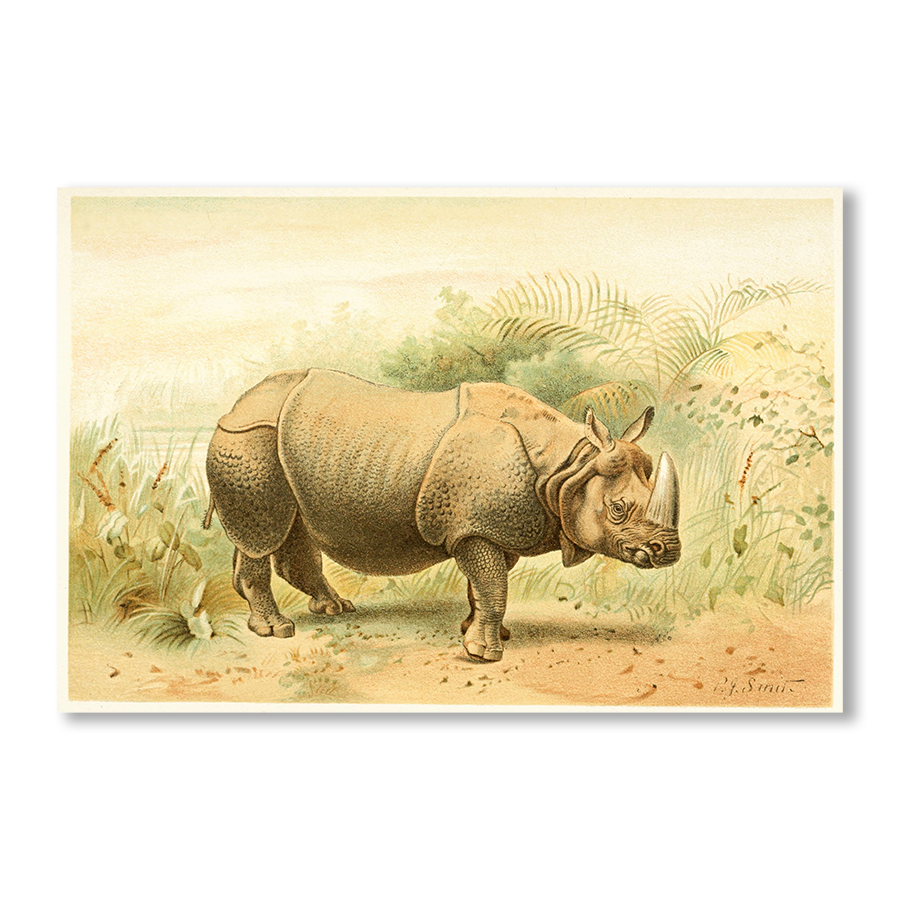 Indian Rhinoceros