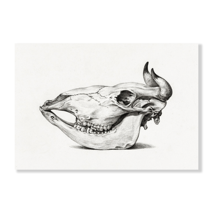 Jean Bernard: "Skull of a Cow" (1816)