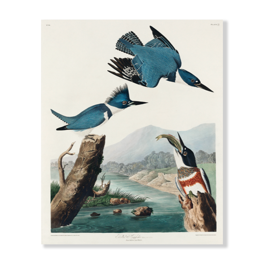 John James Audubon: "Belted Kingfisher"