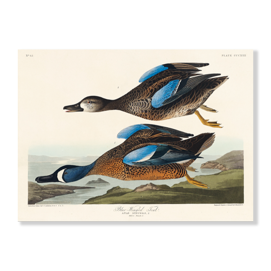 John James Audubon: "Blue Winded Teal"