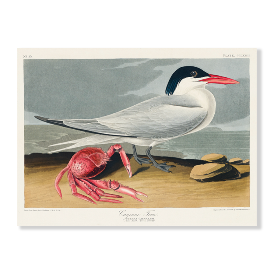 John James Audubon: "Cayenne Tern"